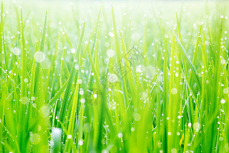 阳光下绿草之光的美丽水滴上美丽的水滴飞沫草本植物草地反射背景花园叶子生长刀刃液体图片