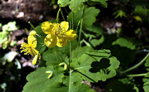 雪蓝黄花药品季节植物花艺阳光草本植物植物学化妆品花瓣野花图片