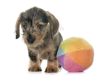 小小狗有线发型达赫肖德小狗动物工作室宠物棕色玩具图片