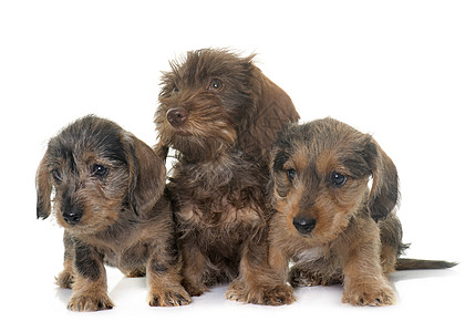 小狗有线发毛的达赫肖德动物宠物工作室团体棕色图片