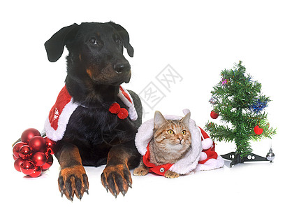 猫 狗和圣诞节牧羊犬小狗猫科黑色奇装异服帽子虎斑动物工作室图片