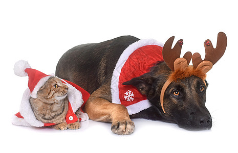 圣诞麦芽和猫小猫牧羊犬红色外套宠物奇装异服朋友们压痛动物工作室图片