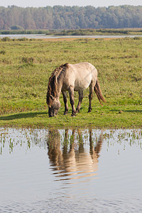 放牧科尼克马野马自由植被荒野哺乳动物场地动物单趾芦苇图片