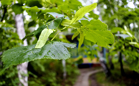 雨后林起花朵图片