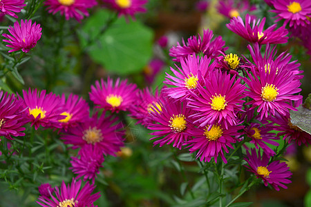 配有紫红花瓣和黄环的麦可马蜂菊群图片