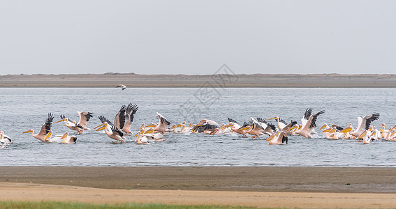 沃尔维斯湾湾大白 降落在沃尔维斯湾的环礁湖背景