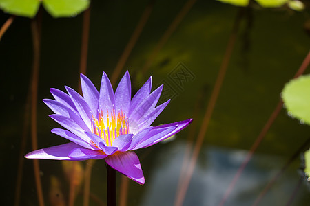 泰国寺庙池塘中的紫莲花 和平的象征图片