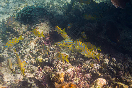 法国语学校盐水景观珊瑚浮潜浅滩生活潜水情调动物群野生动物图片
