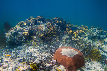 珊瑚礁中的海洋生物图片