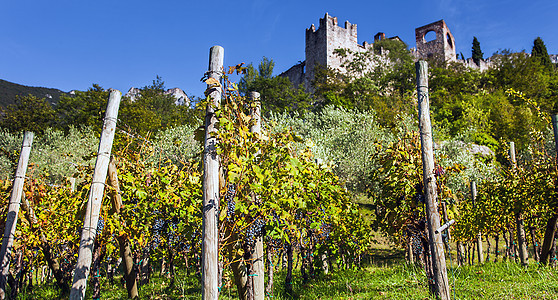 意大利卡斯特罗迪阿维奥特伦托的葡萄酒种植防御浆果葡萄故事碎石藤蔓建筑栽培工事水果背景图片