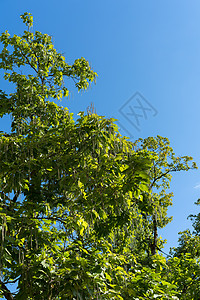 印地安豆树与种子植物图片
