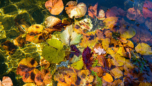 色彩多彩的秋季落叶漂浮在池塘中棕色季节性阳光树叶植物学植物群环境叶子金子橙子图片