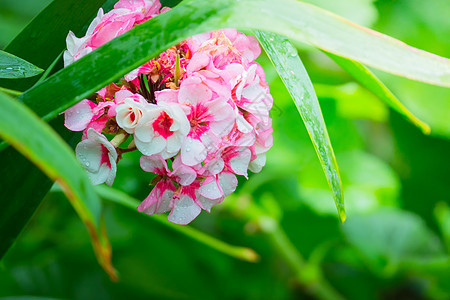 五颜六色的花的背景图片宏观花瓣花束粉色植物群植物季节紫色生长背景图片