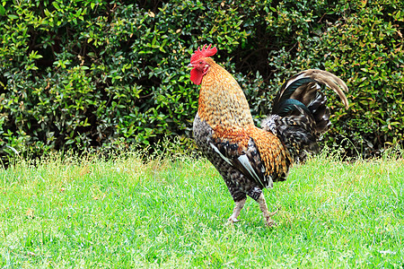 大成年公鸡的近身镜头家禽成人母鸡男性农场尾巴草地院子梳子动物图片