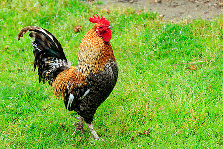 大成年公鸡的近身镜头羽毛农场场地男性草地动物食物梳子家禽村庄图片