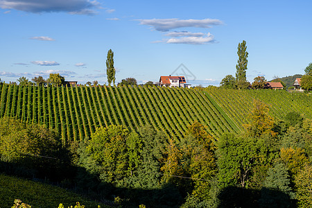 著名的旅游葡萄酒之路 位于奥地利和斯洛文尼亚边境的场景爬坡葡萄园放松叶子森林墙纸游客房子图片