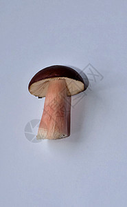 白色背景的 Russula 蘑菇图片