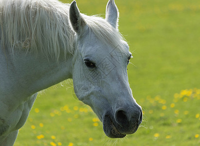 白马的肖像宠物姿势白色骑士场地小马图片