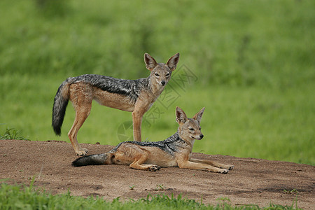 危险野狗 危险的哺乳动物 非洲草原肯尼亚成人野生动物国家捕食者棕色荒野耳朵食肉犬类动物图片