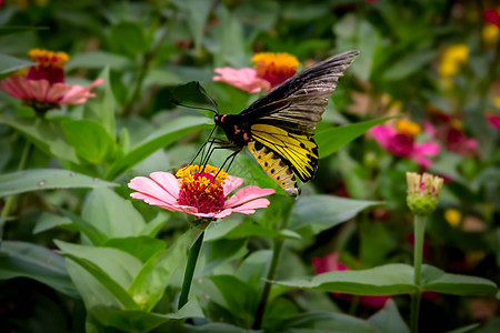 花上黄蝴蝶和黑蝴蝶绿色黄色蝴蝶黑色漏洞翅膀植物花园向日葵花瓣图片