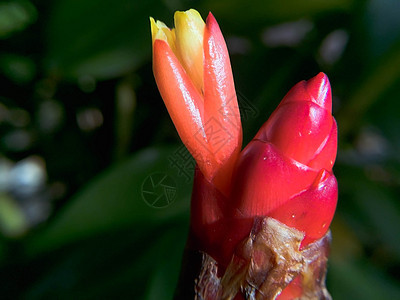 绿假的红花紧闭植物群白色叶子红色植物花园美丽花瓣花朵绿色图片