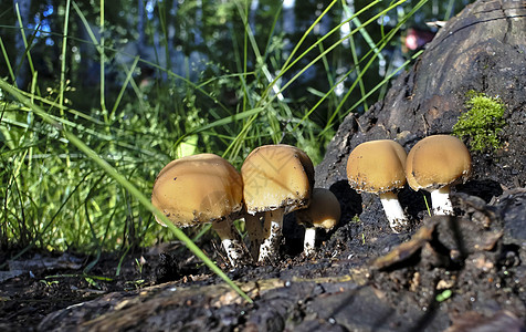 青蘑菇在草丛中生长采摘苔藓橙子美食木头植物森林菌类食物叶子图片