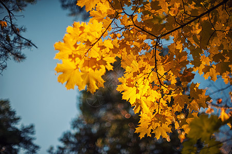 秋叶 背景橙子森林公园叶子边界褪色植物群橡木太阳季节图片