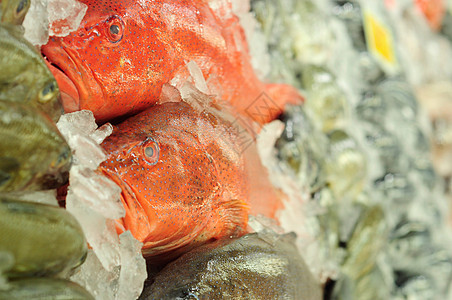 鱼类市场鳟鱼珊瑚食物海鲜图片