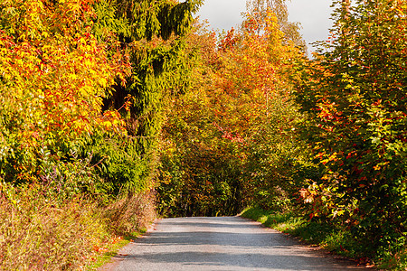 秋季的农村道路 黄树国家乡村小路木头绿色季节植物群黄色环境森林图片