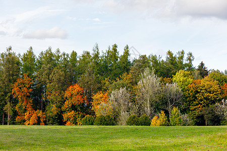 黄和橙叶的秋树环境农村墙纸树叶植物季节山毛榉长椅途径远景背景图片