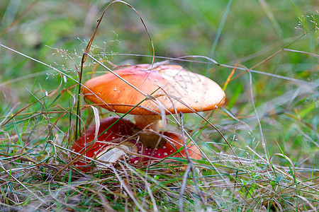 苍蝇或苍蝇普通木卫二公园红色叶子菌类植物白色蘑菇危险森林季节图片