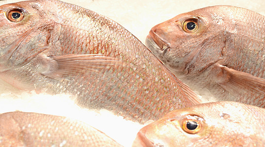 鱼类市场食物海鲜图片