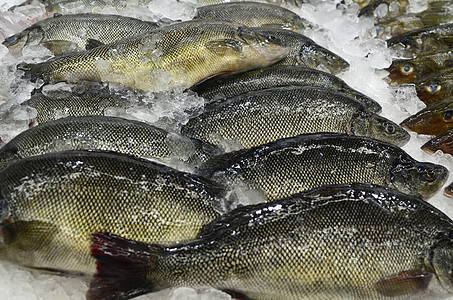 鱼类市场鲈鱼食物海鲜图片