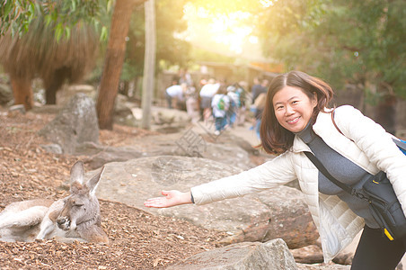 动物园的袋鼠动物学野生动物荒野动物猿科哺乳动物说谎公园旅行棕色图片