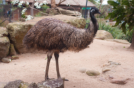 动物园的Emu公园羽毛农场吸引力荒野爪子野生动物脖子鸵鸟动物图片
