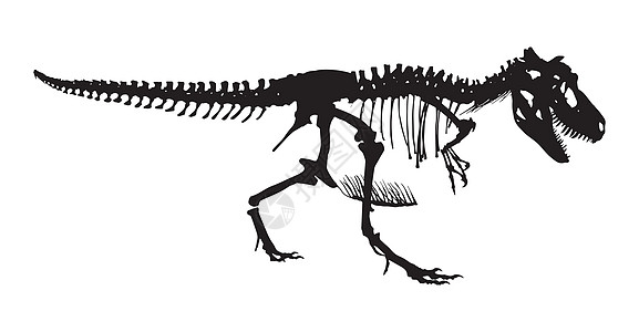 暴龙雷克斯骨架 太阳光矢量 侧视古生物学身体博物馆骨骼颅骨化石侏罗纪考古科学阴影图片