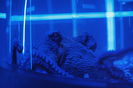 水下章鱼的肖像潜水摄影鱿鱼吸盘珊瑚岩石海洋玻璃杯子居住图片