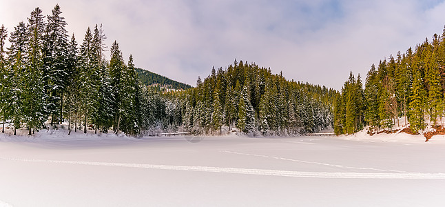 冬季山中草原大面积的砍伐森林针叶地区资源风景土地地面环境木头年度植物图片