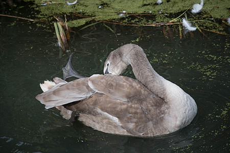 Cygnet 预留她的羽毛图片