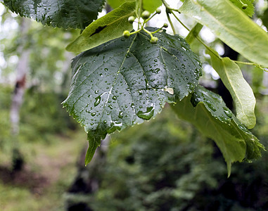 雨后叶子上的水滴环境野生动物水分生长液体植物天气绿色植物阳光树叶图片