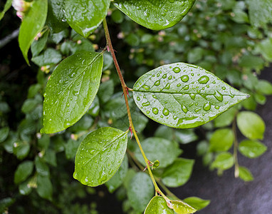 雨后叶子上的水滴水分环境阳光雨滴生长天气植物学植物群宏观绿色植物图片