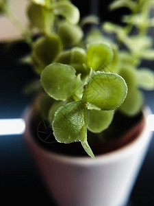 特写绿色休假日 模糊背景植物群生长美丽花园森林绿色叶子植物环境宏观图片