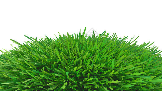 绿草草地地面农业植物草原叶子刀刃草皮环境植物群绿色植物图片