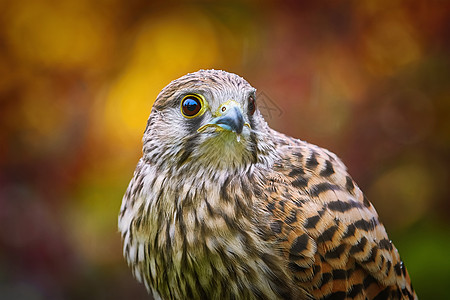 普通 Kestrel红隼荒野羽毛捕食者动物群账单观鸟自然眼睛棕色图片