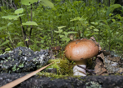 青蘑菇在草丛中生长森林采摘植物季节食物橙子美食木头叶子荒野图片