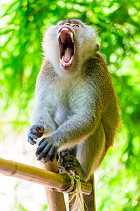 长着张开嘴和尖利牙齿的毛毛猴子在丛林中图片