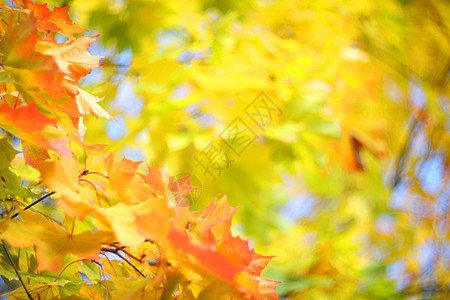 黄色秋天背景森林季节环境天空蓝色季节性活力风景叶子公园图片