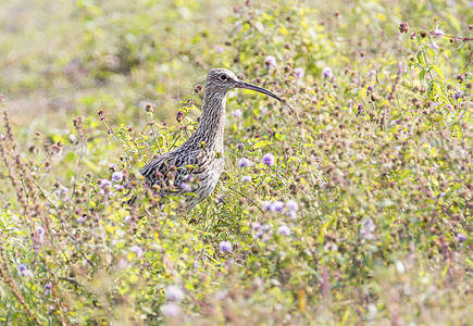 欧亚Curlew 鸟类 瑞士棕色翅膀动物海岸动物群荒野环境野生动物图片