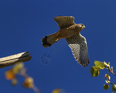 欧洲 欧亚 共同或古老世界的Kestrel falco 锡纳昆菌图片