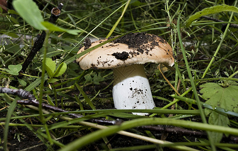 青蘑菇在草丛中生长木头叶子森林荒野植物苔藓橙子菌类季节食物图片